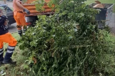 HAOS NA NOVOM BEOGRADU! Drvo, napuklo tokom oluje, palo na automobile! VIŠE VOZILA OŠTEĆENO! (FOTO)