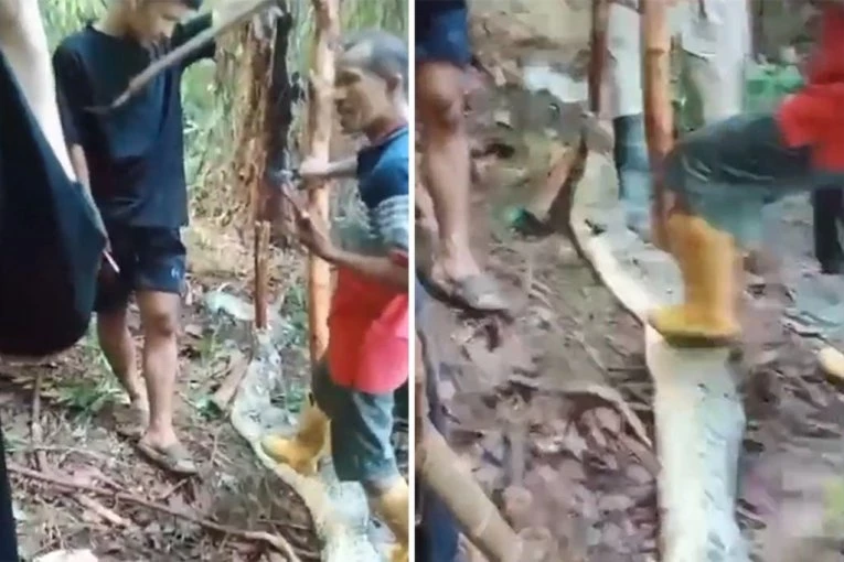 ZMIJA POJELA MAJKU PETORO DECE! Nezapamćen užas otkrio njen muž, a onda je počela NOVA DRAMA (UZNEMIRUJUĆI VIDEO)