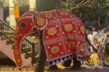 RAZJARENI SLON GAZIO SVE PRED SOBOM: Povređeno najmanje 13 ljudi tokom verske procesije (VIDEO)