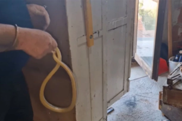 VLADICU STANKOVIĆA UJELA ZMIJA! (VIDEO)