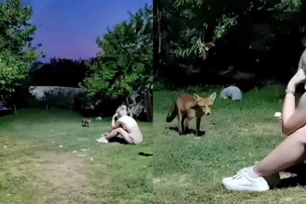 LISICE POSETILE DOMAĆINSTVO NA AVALI: Ušle su nam u dvorište bez pardona (VIDEO)