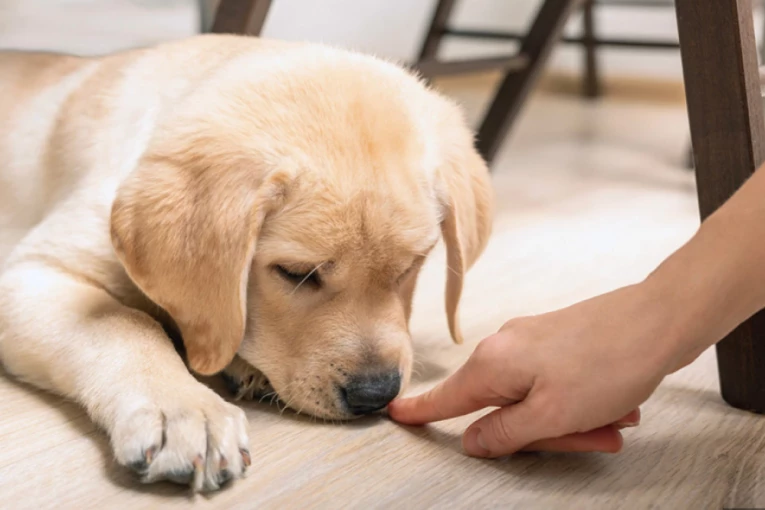 TRI ŽIVOTINJE MOGU DA OTKRIJU BOLEST KOD LJUDI, A JEDNE SE SVI GADE! Ovo morate da znate