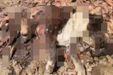 MONSTRUOZNO UBIJENI PSI U RUMI! Stravične scene zgrozile javnost - TUPIM predmetima mučki lišeni života krzneni prijatelji! (UZNEMIRUJUĆE FOTKE)
