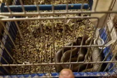 SMUK UŠAO LJUDIMA U KUĆU I POJEO KANARINCA! Jeziva scena u Srbiji - OVAKO NEŠTO JOŠ NIJE VIĐENO! (VIDEO)