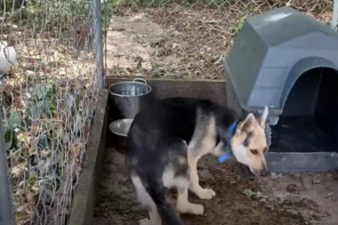 U KAVEZU JE ŽIVEO 4 GODINE: On je u tom malenom prostoru živeo, jeo i vršio nuždu od kad je bio štene