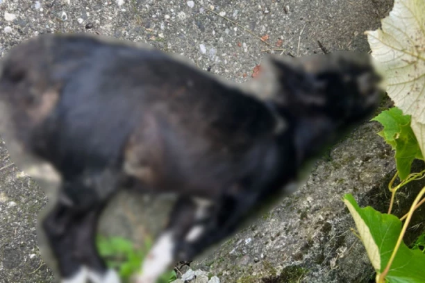 UHAPŠEN MUŠKARAC IZ KRAGUJEVCA KOJI JE TROVAO PSE! Tereti se za zlostavljanje životinja