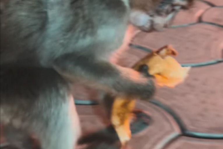 Majmun ukrao palačinku Mioni i Ša