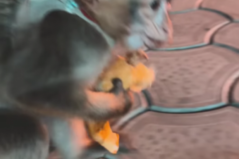 Majmun ukrao palačinku Mioni i Ša