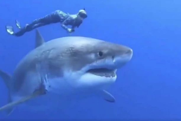 SNIMLJEN OGROMAN MORSKI PREDATOR! Velika bela ajkula teška DVE TONE, duga ŠEST METARA uteruje strah pod kožu! (VIDEO)