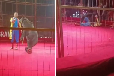 HOROR PRED DECOM I RODITELJIMA: Zver nasrnula na čoveka i počela NEMILOSRDNO DA GRIZE (VIDEO)