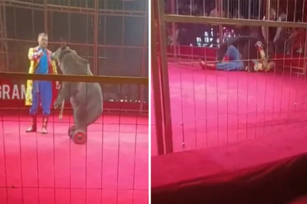 HOROR PRED DECOM I RODITELJIMA: Zver nasrnula na čoveka i počela NEMILOSRDNO DA GRIZE (VIDEO)