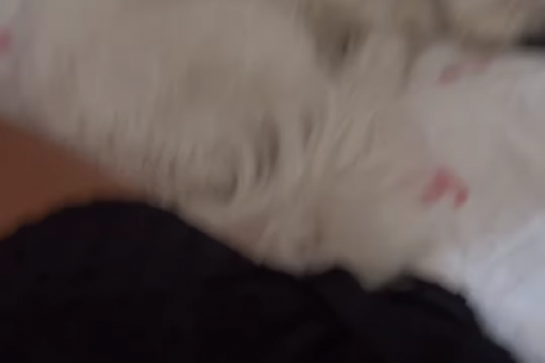 Jelena Ilic Instagram