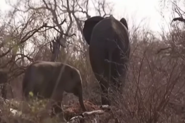 STRAVA I UŽAS NA JUGU AFRIKE: Ubijaju slonove, zebre, bivole, nilske konje, da prehrane ljude (VIDEO)