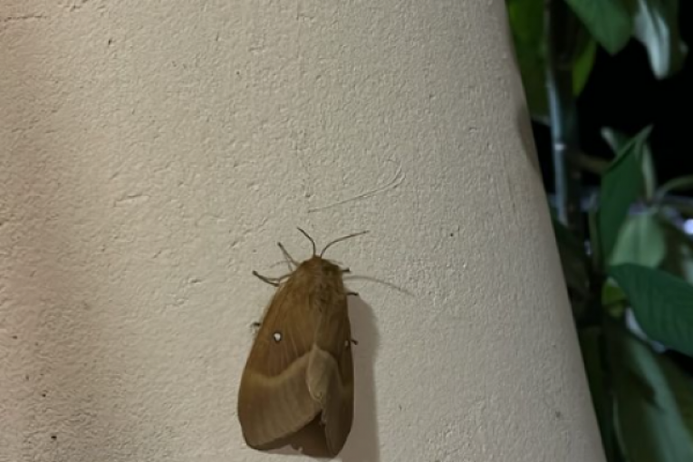 Jelena Ilić Instagram