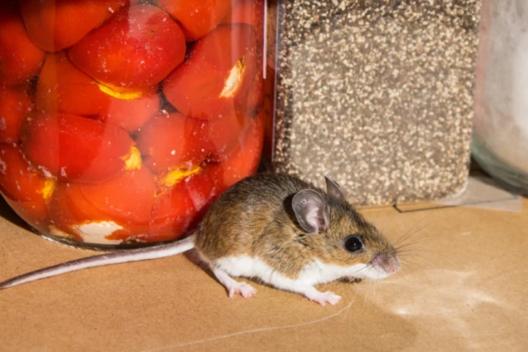 POZNATI NAUČNIK IZVEO EKSPERIMENT "SVEMIR 25"! Trajao 1588 dana, a onda su stigli JEZIVI REZULTATI!