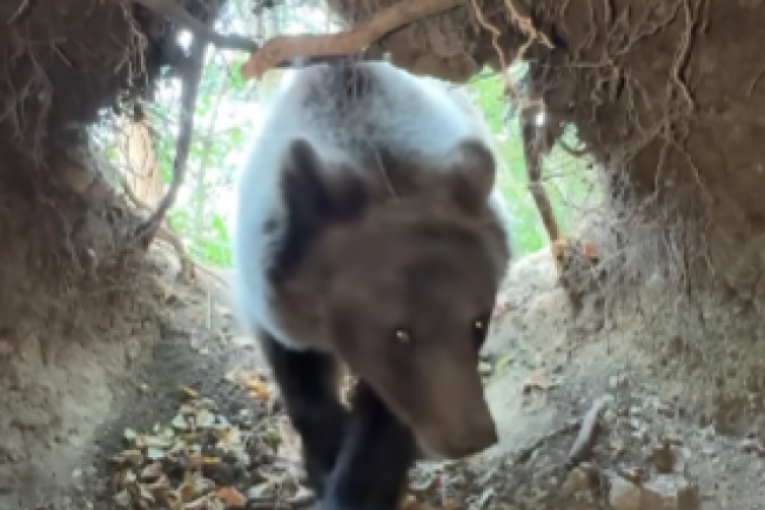 Stefan Janković Instagram