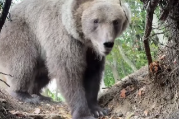 Stefan Janković Instagram