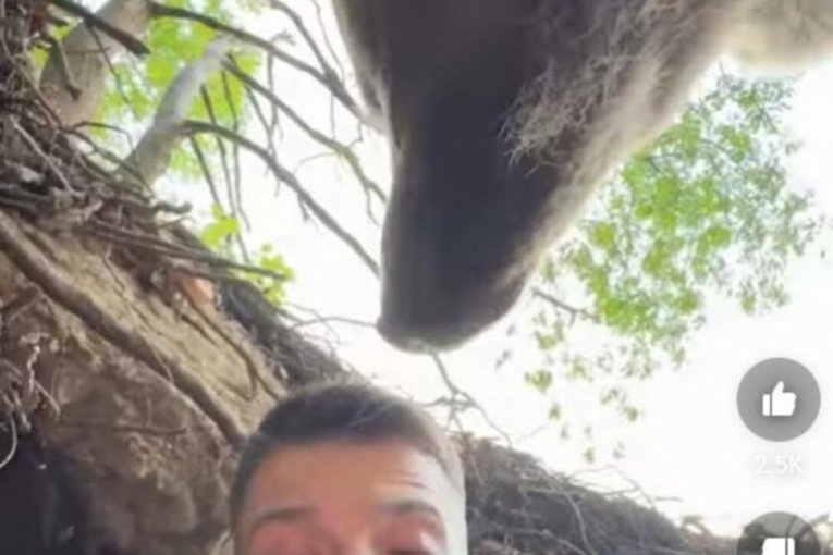 Stefan Janković Instagram