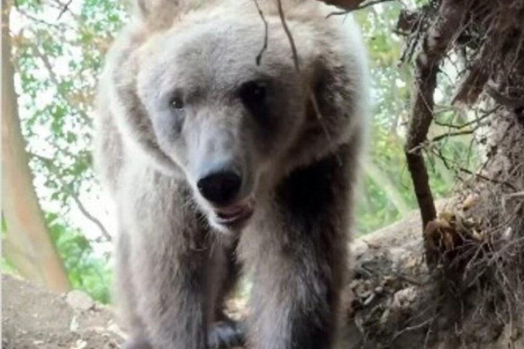 Stefan Janković Instagram