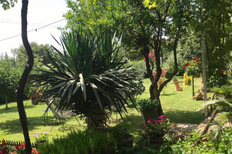 Nataša Ninković Instagram