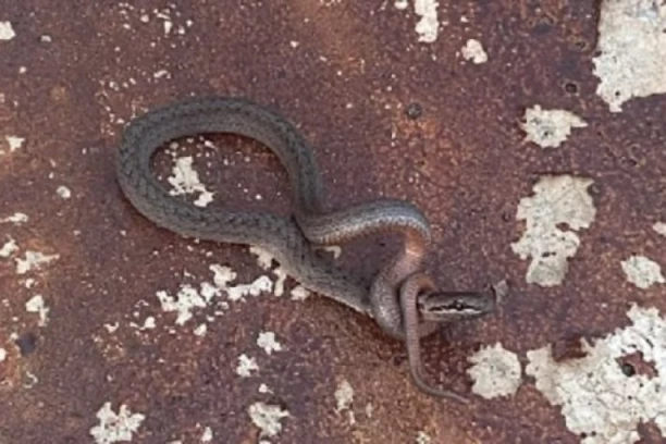 SAMO JE OSETILA NEŠTO NA NOZI: Žena u autu ugledala ZMIJU OTROVNICU, pa se ukočila od straha! Učinila je jedinu pametnu stvar