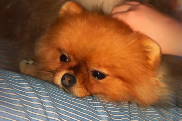 Snimak koji je objavila Aleksandra Popović