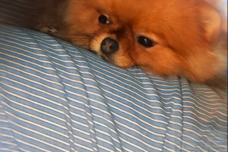 Snimak koji je objavila Aleksandra Popović