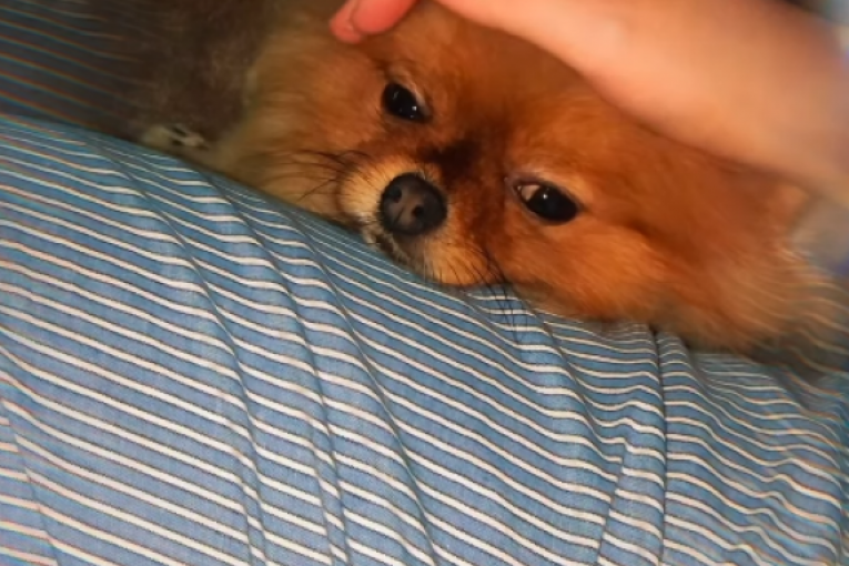 Snimak koji je objavila Aleksandra Popović