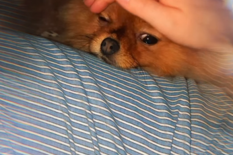 Snimak koji je objavila Aleksandra Popović