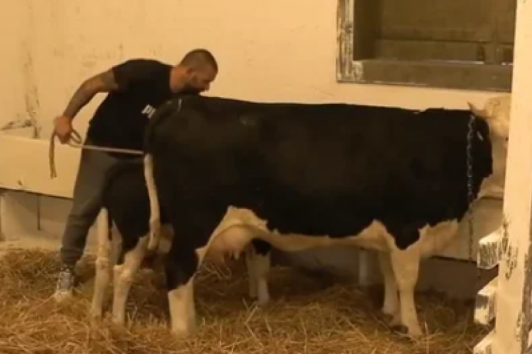 Nikola Lakić Farma 8