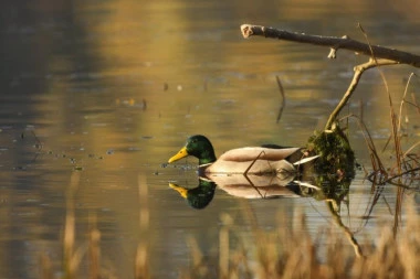 STIGLO OTOPLJENJE U SRBIJU! Danas iskoristite lepo vreme, jer sutra sledi nova PROMENA VREMENA!