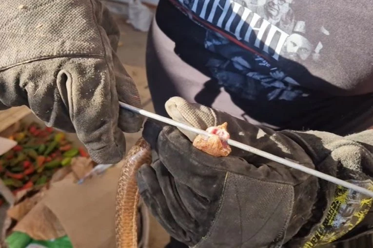 ČUDO NA BALKANU: Otac i sin u prirodi slučajno pronašli nezapamćeno gnezdo OVE ŽIVOTINJE