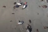NAJAVA APOKALIPSE! Hiljade ptica pronađene mrtve na obali