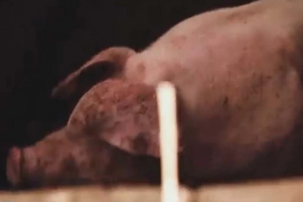 UBILI DVE ŽENE, PA TELA BACILI SVINJAMA: Radnik izgovorio jezivu rečenicu: Kada su dovoljno gladne, poješće bilo šta