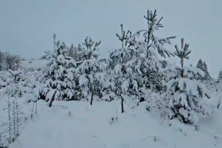 Na Zlatiboru palo 20 cm snega