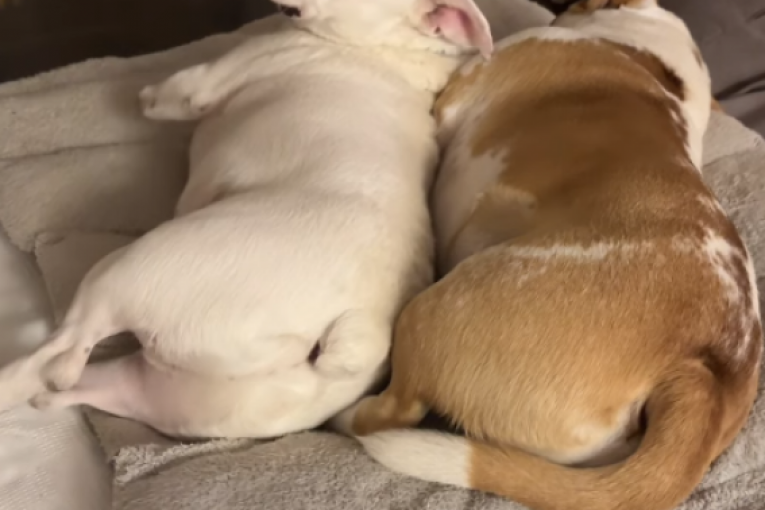 Jelena Karleuša Instagram