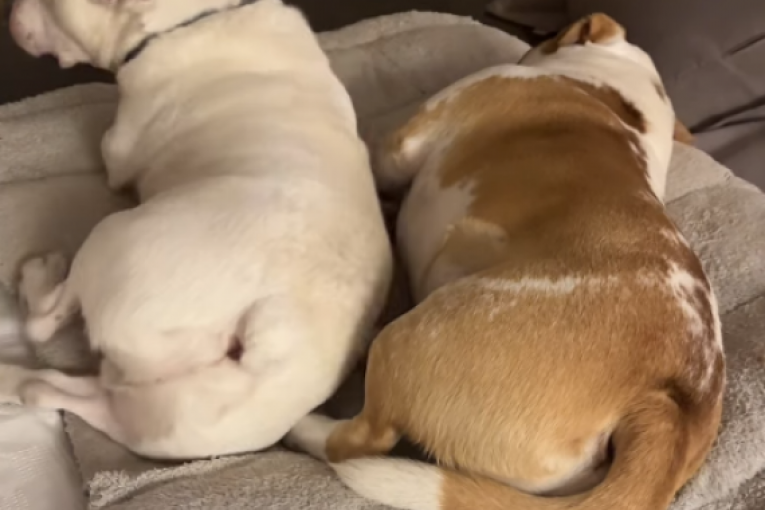 Jelena Karleuša Instagram