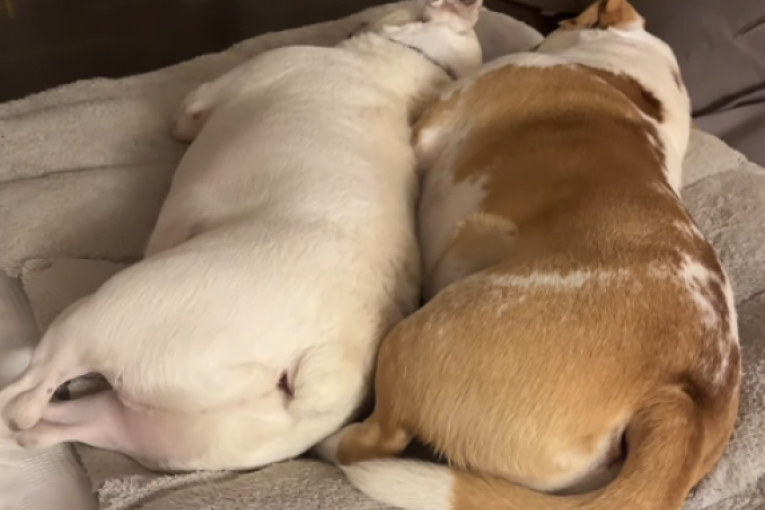 Jelena Karleuša Instagram