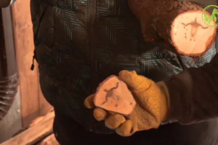 Kristijan pokazao drvo