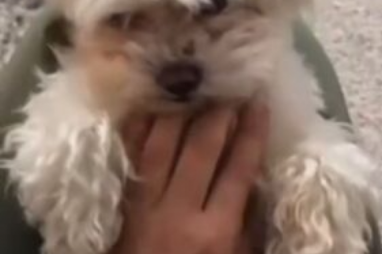 Dušici Grabović preminuo pas