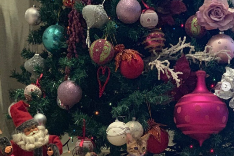 Čeda Jovanović stan 