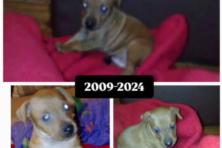 Milanu Miloševiću preminuo pas