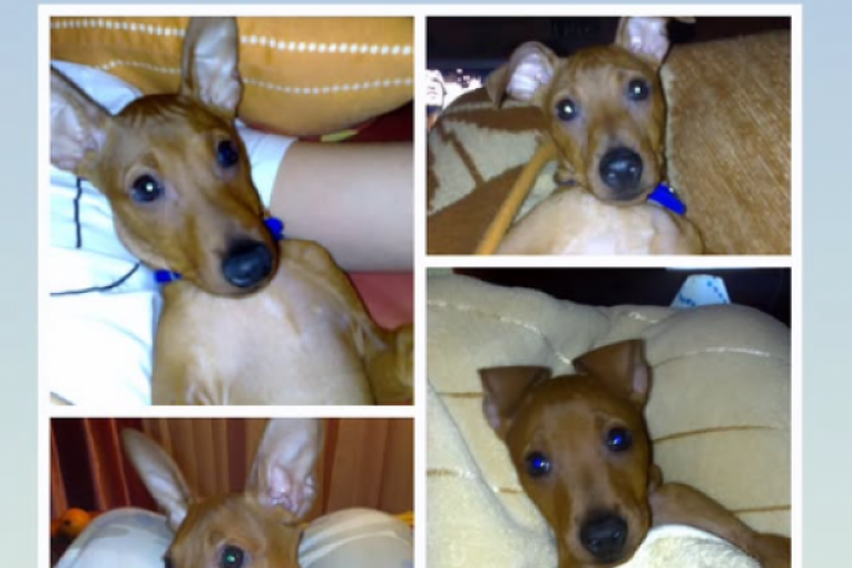 Milanu Miloševiću preminuo pas