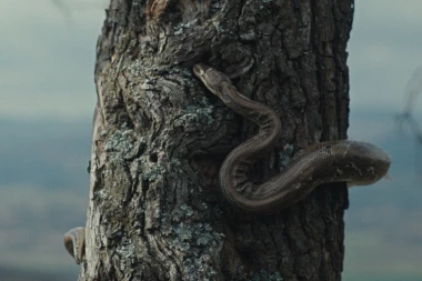 Domaći film sa holivudskim glumcima stiže na veliko platno! ISTINITA HOROR PRIČA O SLOVENSKOM PAGANSKOM KULTU!