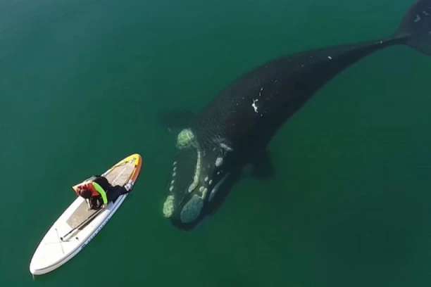 KIT PROGUTAO, PA ISPLJUNUO KAJAKAŠA! SVE ZABELEŽENO NA SNIMKU! Reči muškarca koji je preživeo ovaj bizarni napad ŠOKIRALE SVE! (VIDEO)