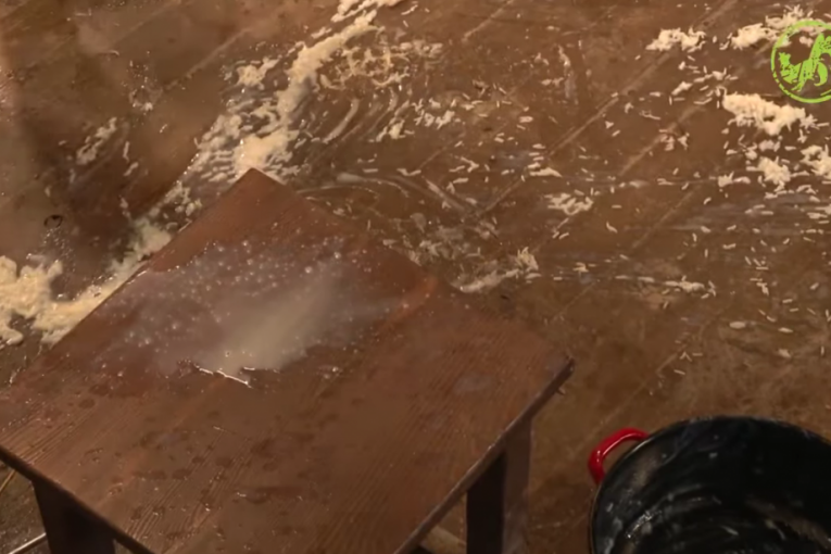 Peca prosipa sutlijaš, sukob sa Božom Džonsom Farma 8