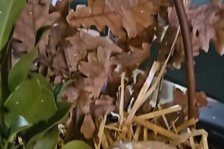 Trpeza Milana Miloševića