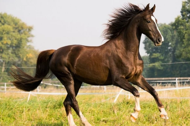 NA ZLATIBORU MUČKI UBIJEN KONJ SOKOL! Pronađen u lokvi krvi i uginuo u velikim mukama! Vlasnik kroz suze traži pravdu: "NE SME PROĆI NEKAŽNJENO"