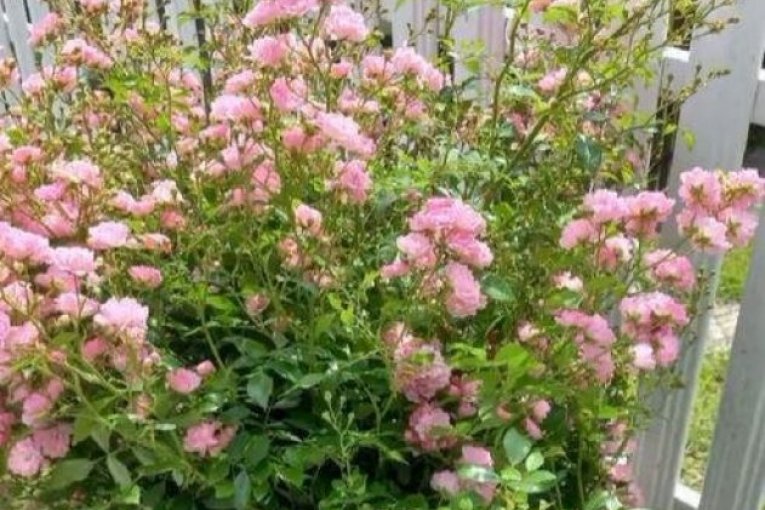 Kuća Željka Joksimovića u Valjevu