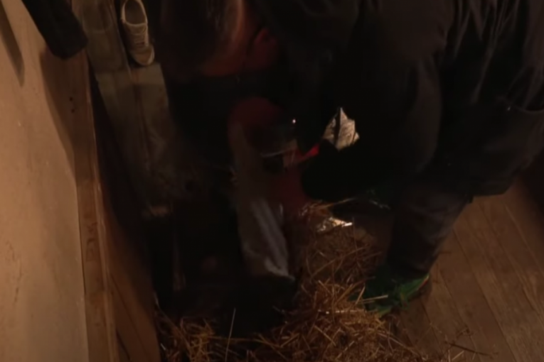 Farma 8 koza rodila jariće